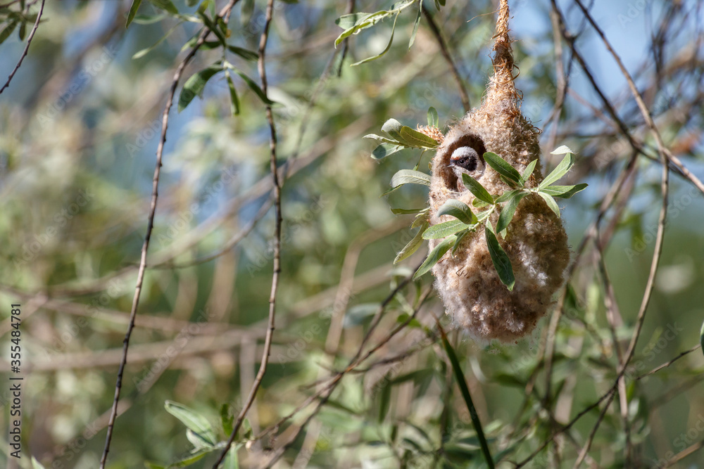 Fototapeta premium Pájaro moscón europeo, en el interior de su nido en construcción. Remiz pendulinus.