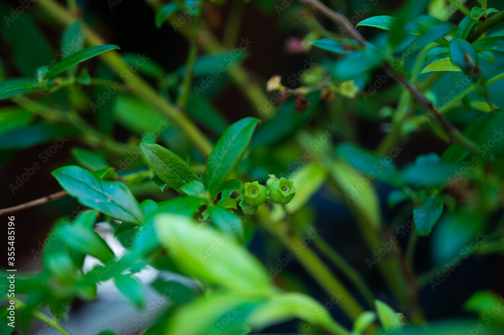 fresh green blueberries growing on a bush unripe fresh green blueberries growing on a bush unripe