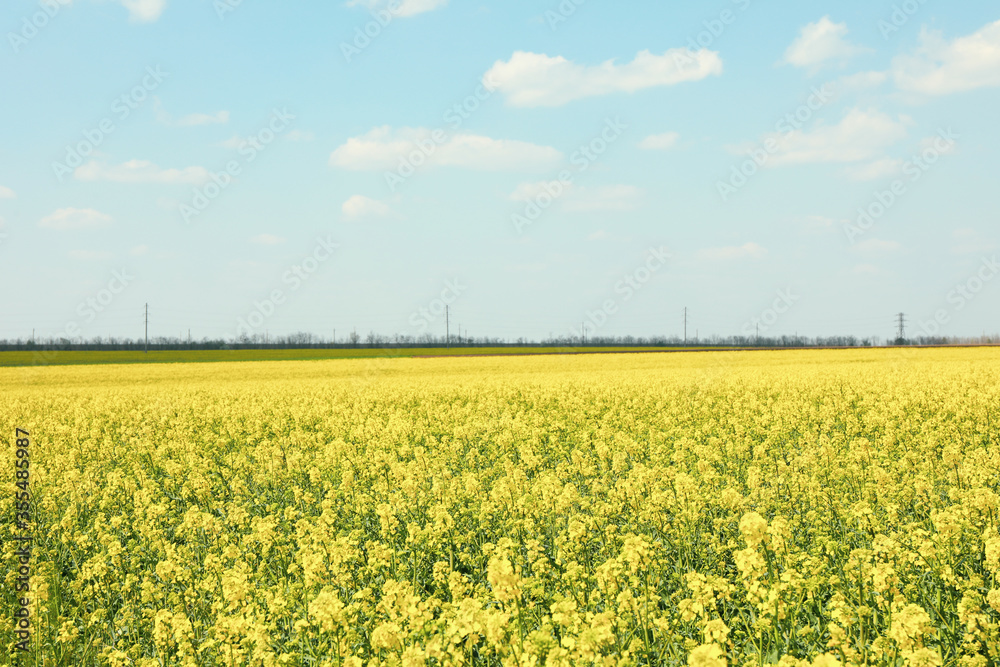 custom made wallpaper toronto digitalBeautiful rapeseed field. Amazing spring nature. Photo outdoor