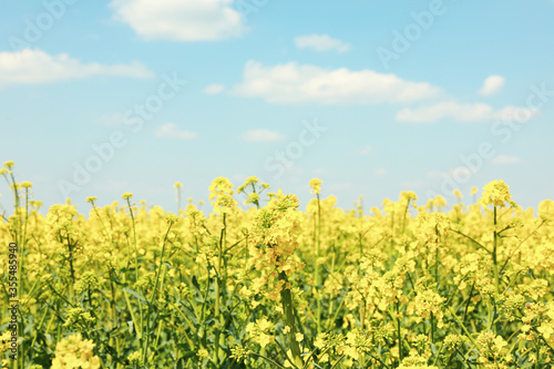 Beautiful rapeseed field. Amazing spring nature. Photo outdoor