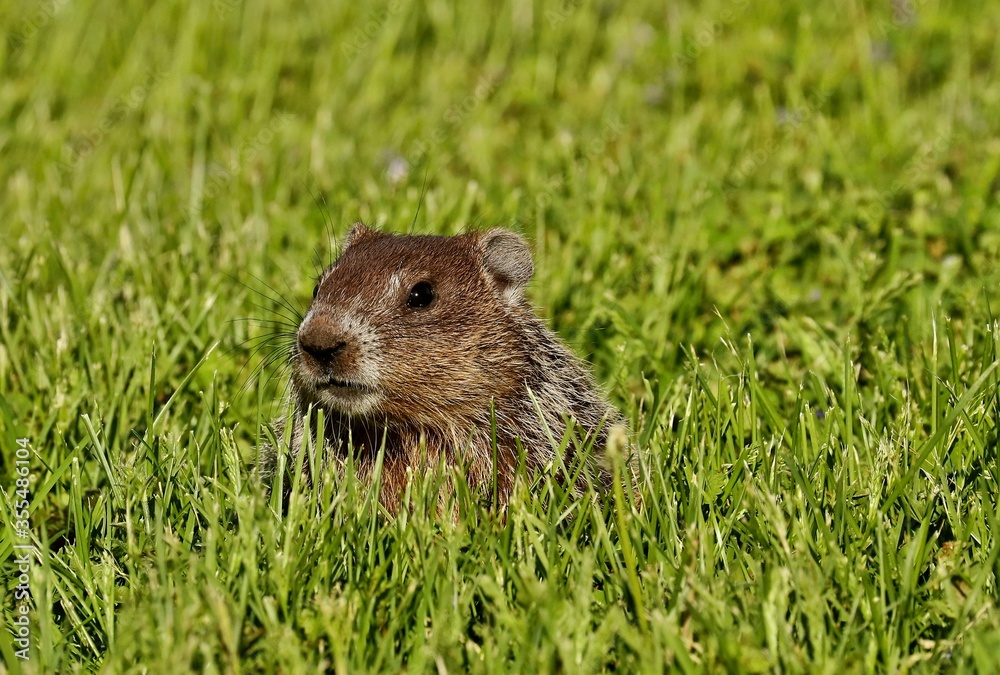The Groundhog on wildlife and conservation area
The Groundhog on wildlife and conservation area