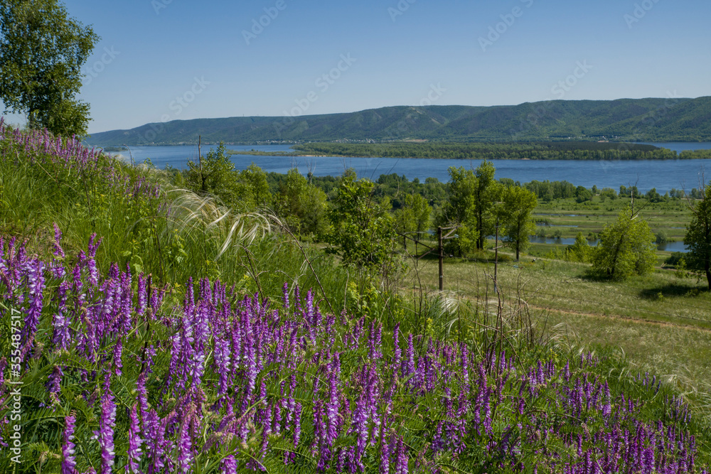 summer, day, walk, nature, distance, space, sky, slopes, slope, mountains, river, Bank, green, grass, meadow, lilac, flowers, mouse, peas, feather grass, thicket, trees, shrub, railway, road