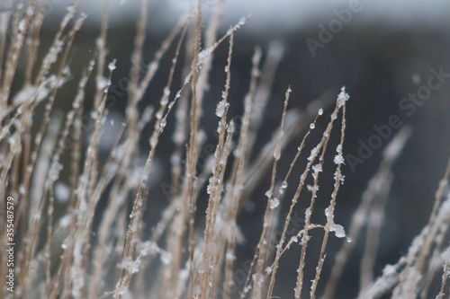 Gräser mit Schnee | Grasses with snow