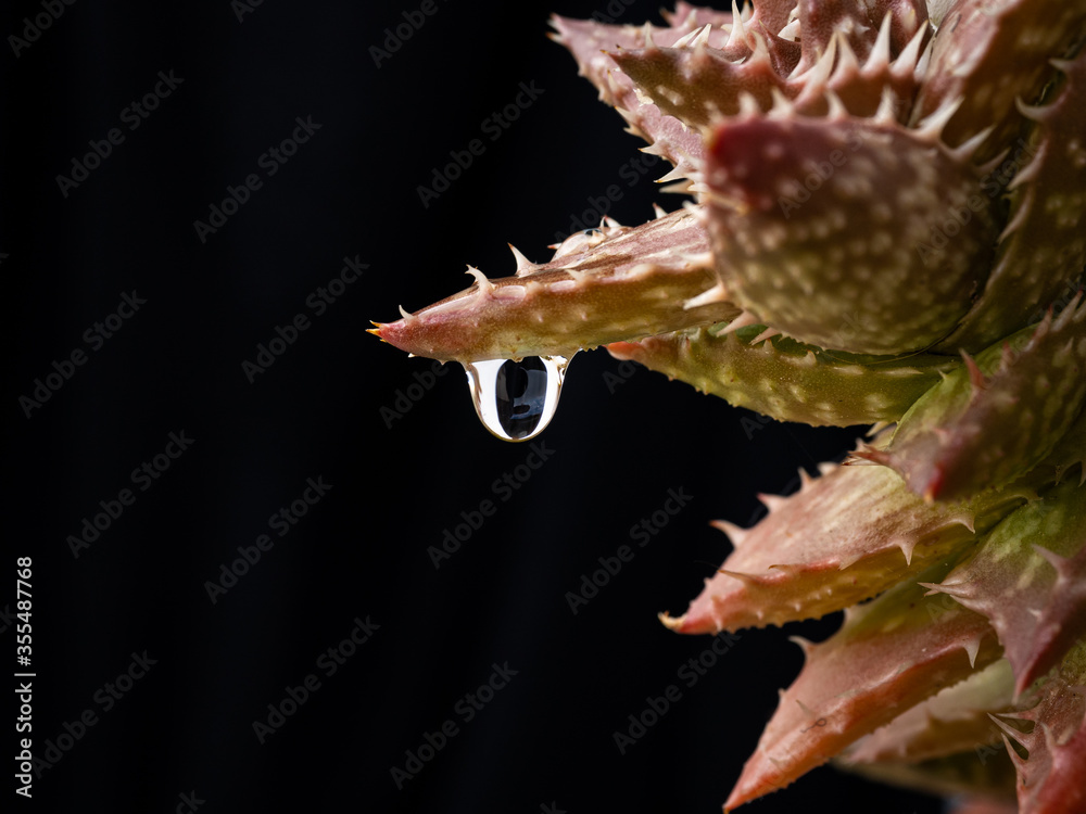 Drop on cactus due to rain