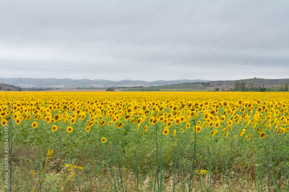 Fototapeta premium campo de girasoles 
