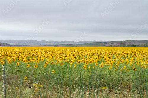 campo de girasoles 