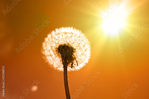 Sch  ne Pusteblume beim Sonnenuntergang