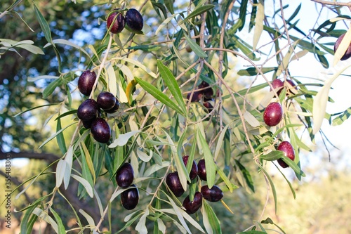 Greece, Attica, olives on olive tree branch. photo