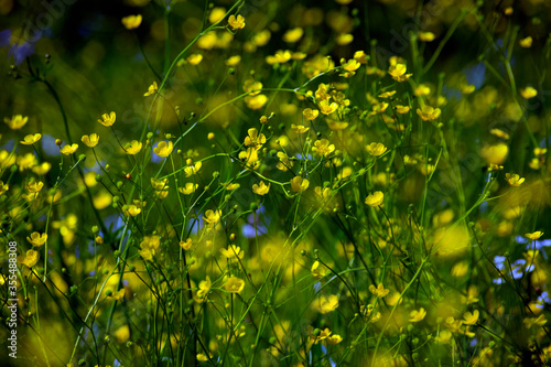  green wild grass with yellow flowers