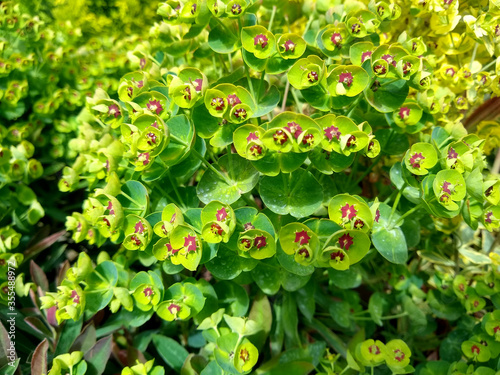 Photos Euphorbia 'Redwing'