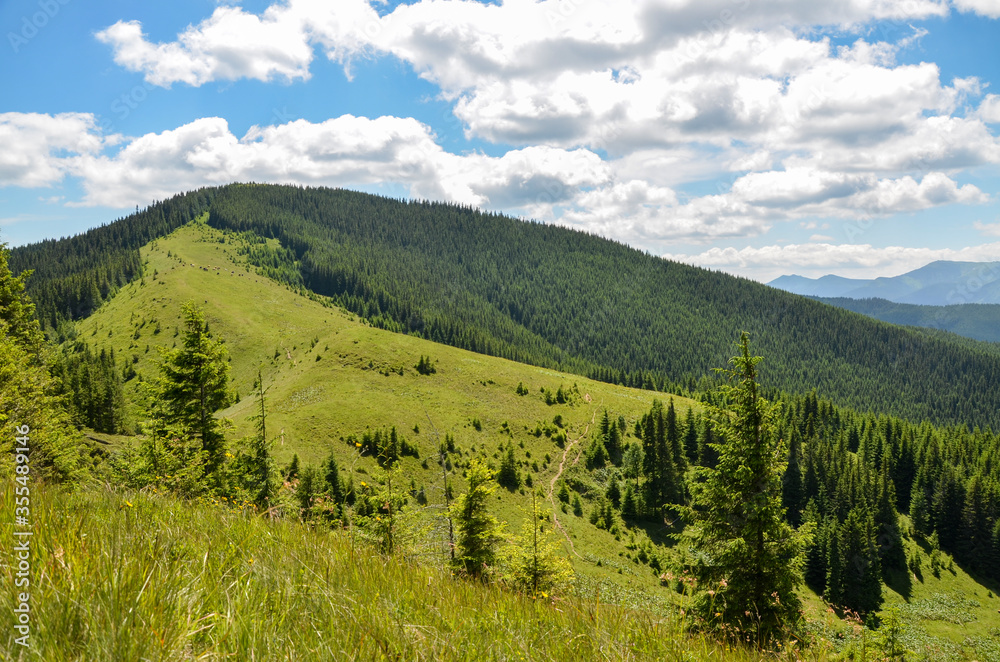 Beautiful summer landscape of Carpathian mountain ridge. Green and grassy hills, pine forest with cloudy sky. Travel and nature background