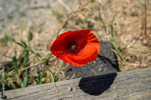 Vendée, France: photo of a Poppy flower (Papaver rhoeas) in Saint Jean de Monts.