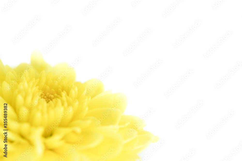Beautiful Yellow Marigold Flower close up macro photo on isolated white background Beautiful Yellow Marigold Flower close up macro photo on isolated white background