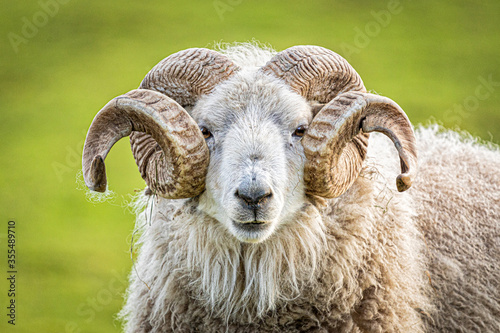 Ram with big horns