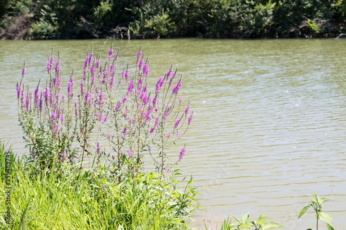 Lavender growing along The Great Miami River Trail. 
Along the bike trail in Hamilton Ohio photo