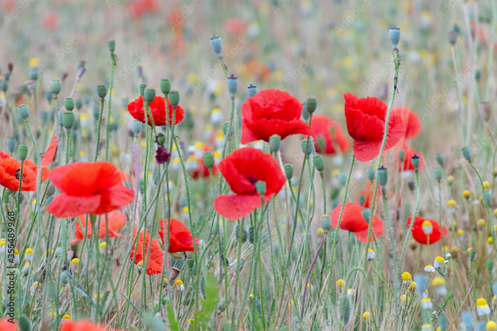 Obraz premium AMAPOLAS