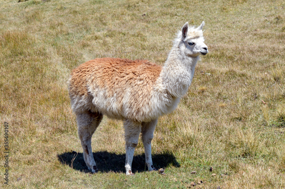 Llama Llama