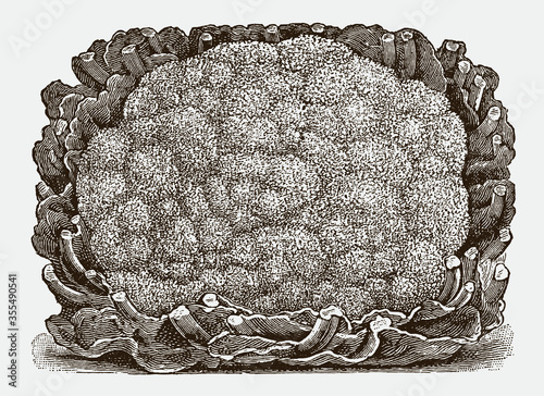 Large head of a cauliflower variety, after a historical engraving from the early 20th century