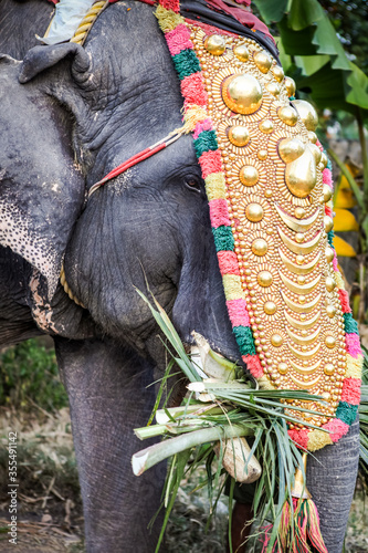 grey indian domestic elephant with golden decoration eats green palm leaves photo