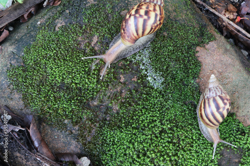 Snails in nature Mussels, beautiful bottom shells, snails on a background of moss-covered rocks
