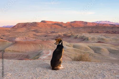Dog looking at the desert hills of the Anti Atlas mountains at sunrise in Ait Ben Haddou, Morocco.