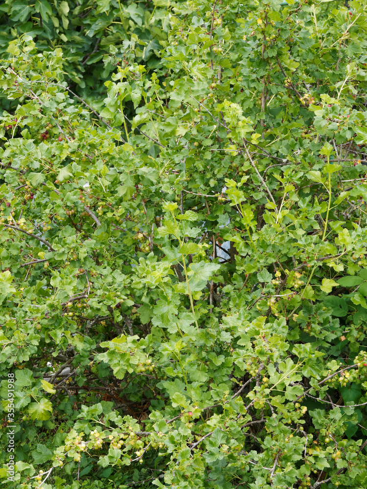 (Ribes × nidigrolaria) Jostabeere oder Jochelbeere (Ribes × nidigrolaria) Jostabeere oder Jochelbeere