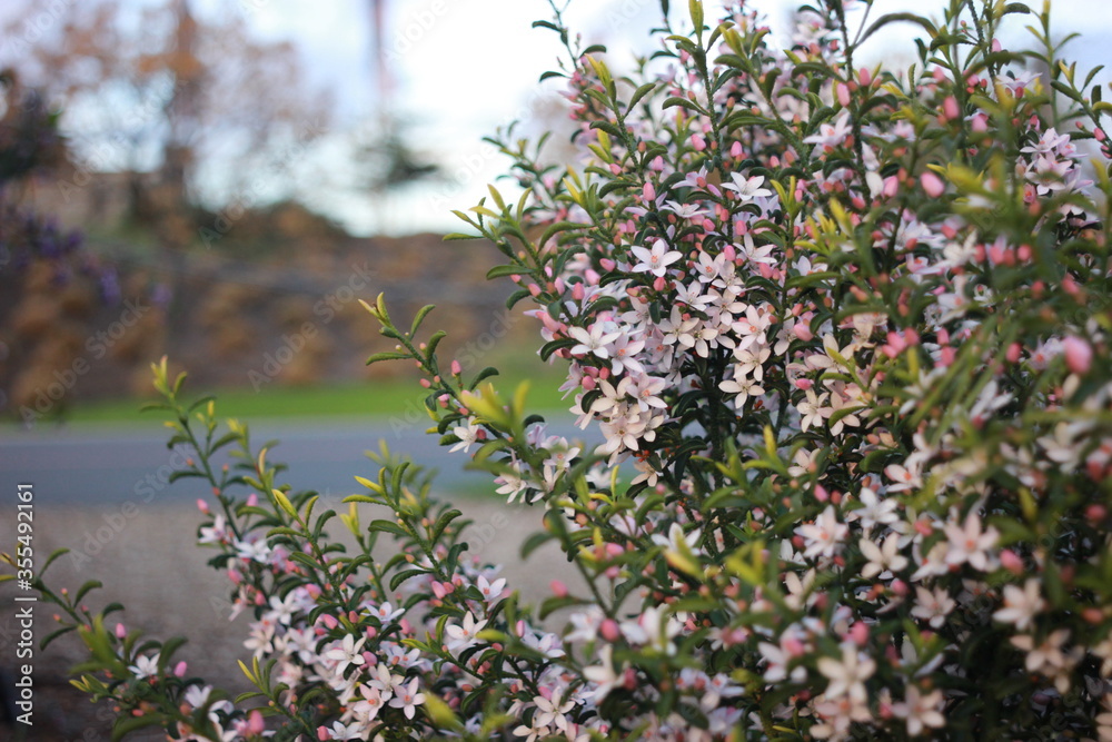 White flowers and pink flowers blooming in their full bloom.