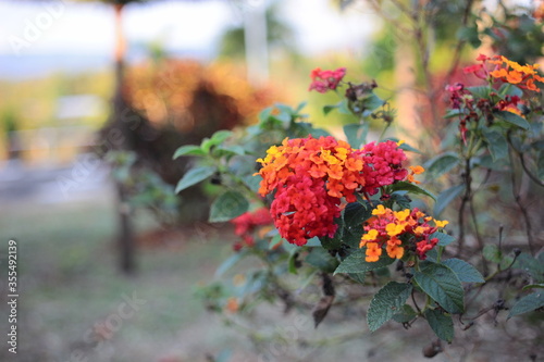 The colorful flowers are blooming beautifully.