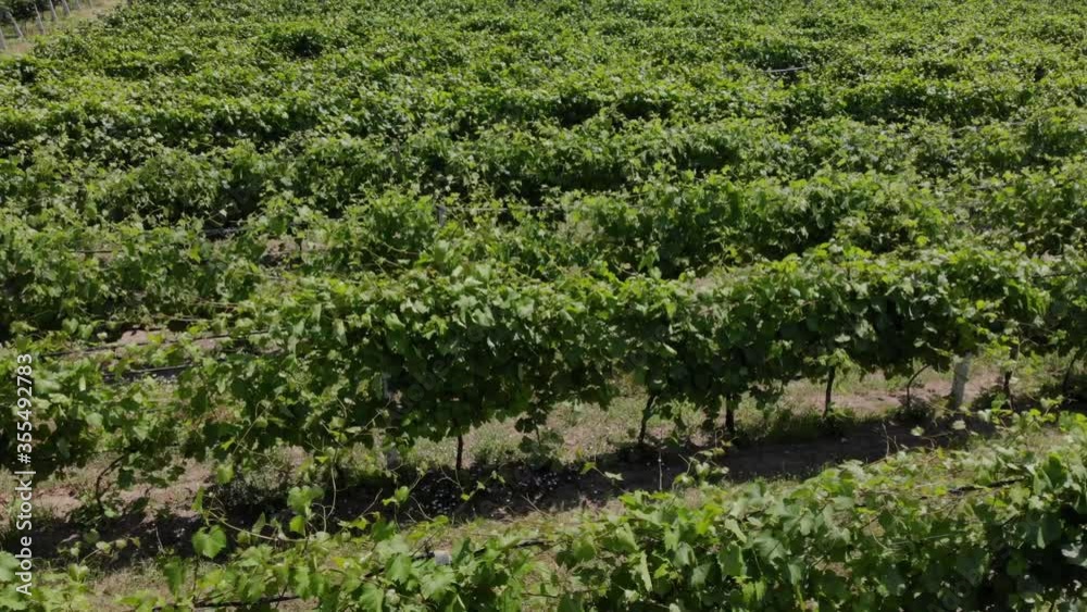 Countryside beautiful farms and vineyards beautiful aerial view. Agriculture plantation grapes vine vineyard. Aerial vineyard video. Countryside beautiful farms and vineyards beautiful aerial view. Agriculture plantation grapes vine vineyard. Aerial vineyard video.