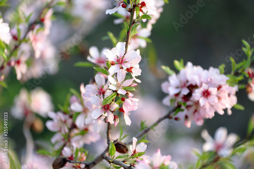 Flower of an almond tree in the province of Alicante. Horizontal shot with natural light.
