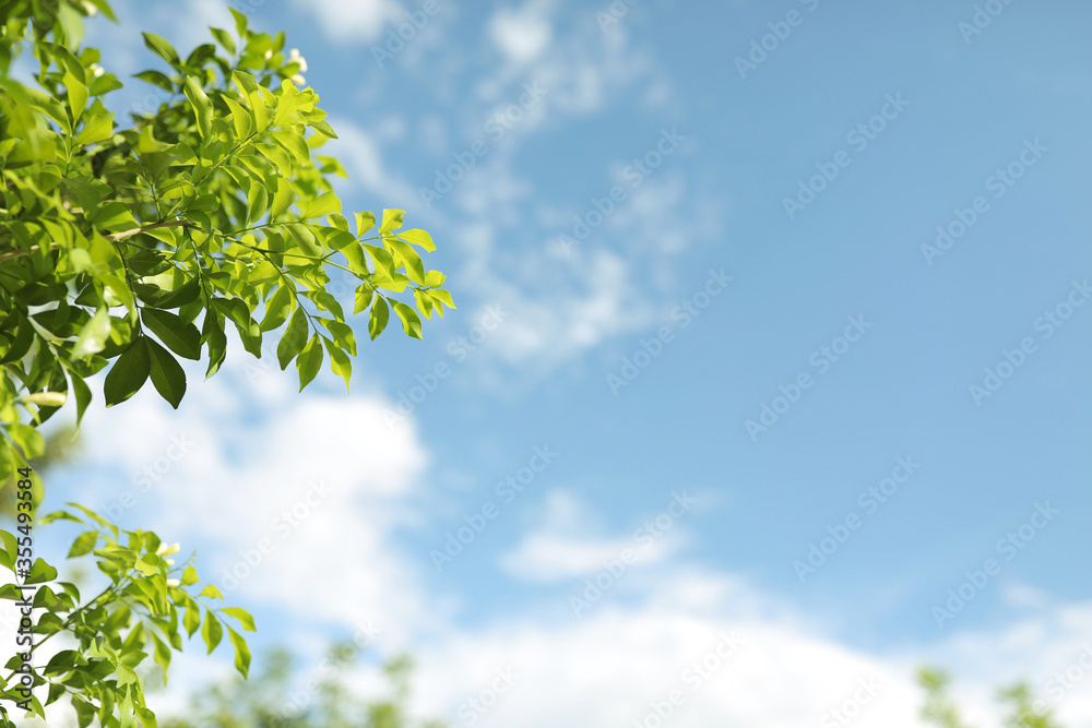 Orange jasmine light green leaves tree with bright soft blue sky background Orange jasmine light green leaves tree with bright soft blue sky background