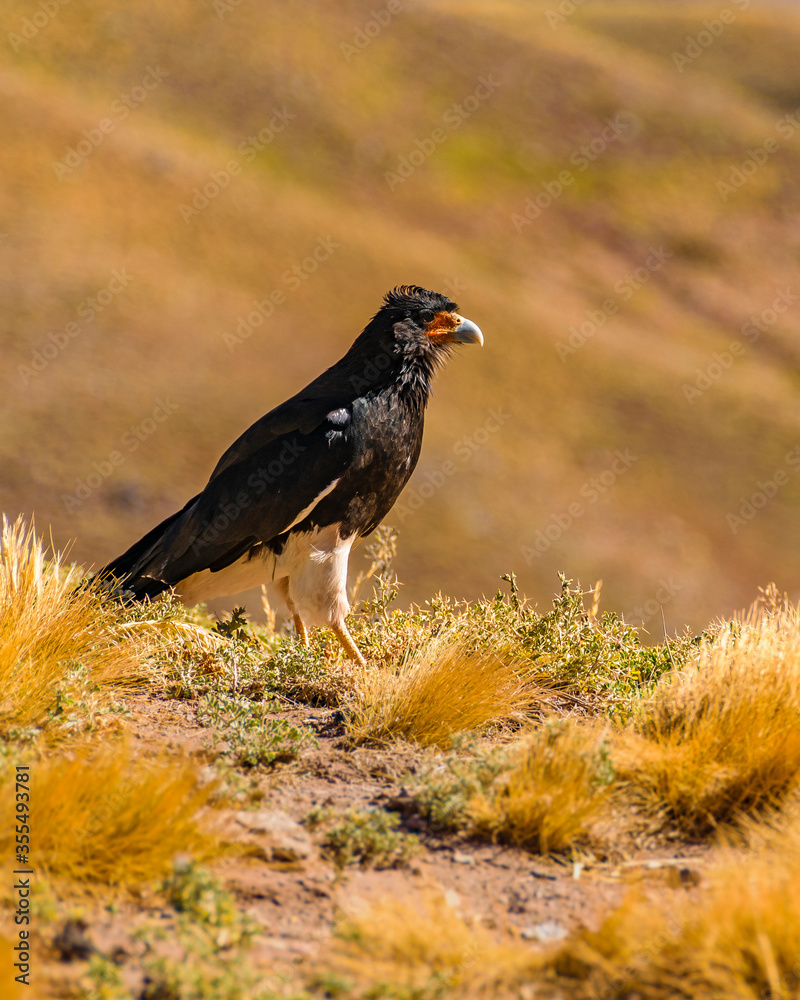 Obraz premium Eagle Standing at Ground, Aconcagua Park, Mendoza, Argentina