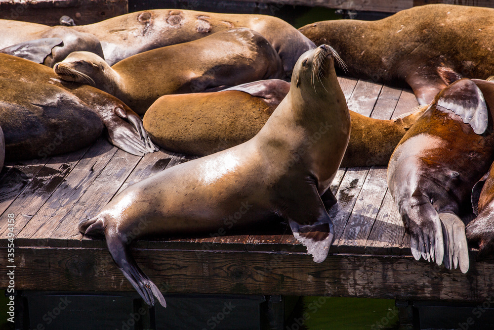 Fototapeta premium Sea lion at Pier39, San Francisco, California, USA