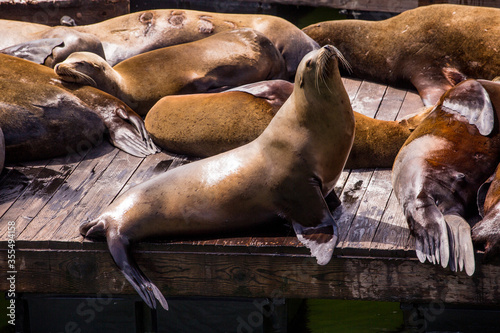 Sea lion at Pier39  San Francisco  California  USA