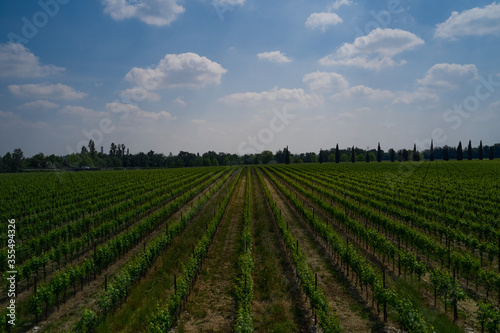 Vineyard plantations  panoramic aerial view north of Italy