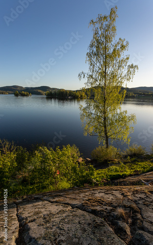 Tree beside a lake. Bjork is name of the tree.