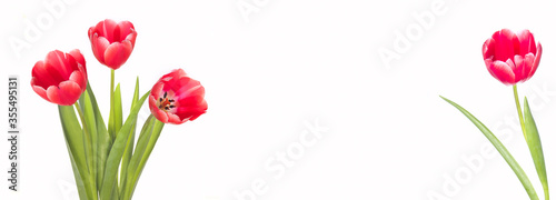 Panormic banner of Red tulip closeup.