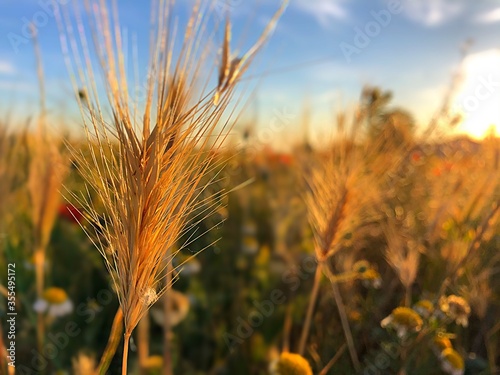 La mosca del trigo