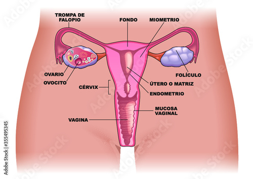 Aparato genital femenino
