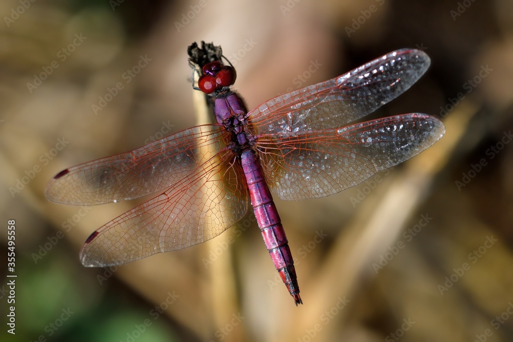 Trithemis annulata, maschio