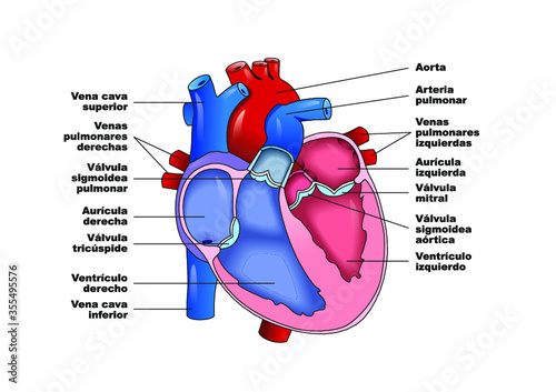 Partes del corazón humano