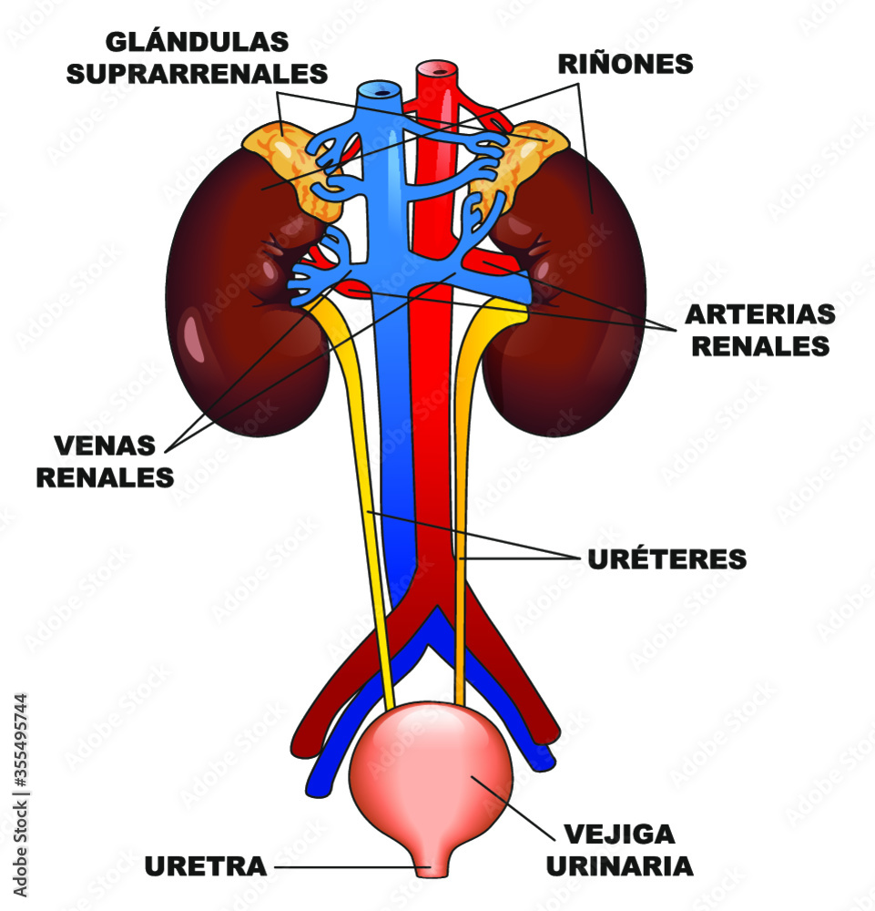 Vetor de Sistema urinario - Riñones do Stock | Adobe Stock