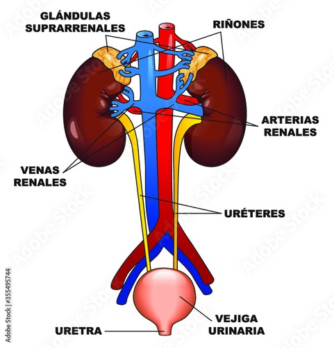 Sistema urinario - Riñones