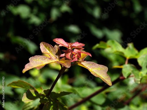 NEW SHOOT ON BRANCH - RED AND GREEN LEAVES 