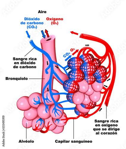 Intercambio de gases en pulmones