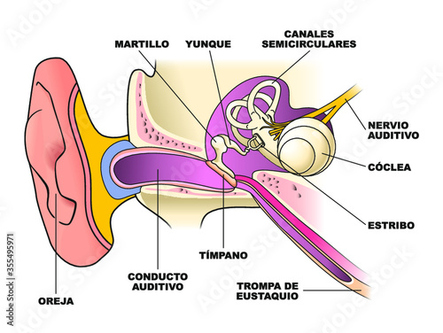 Partes del oído humano