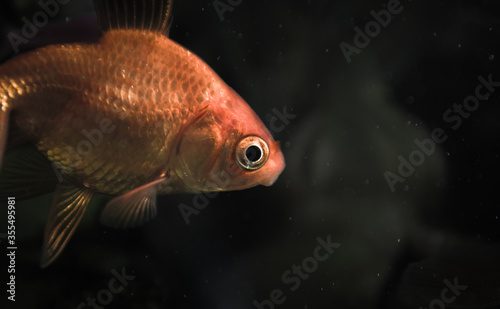 Goldfish swiming in a dark background 
