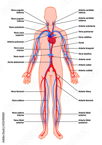 Sistema circulatorio humano