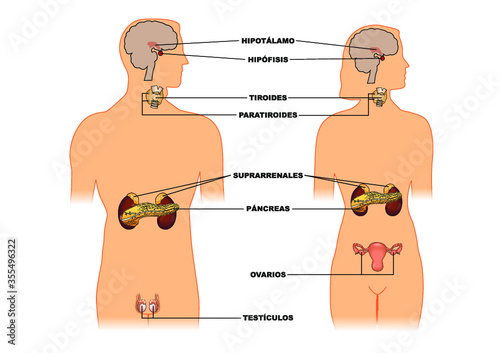 Esquema de las glándulas endocrinas en el cuerpo humano
