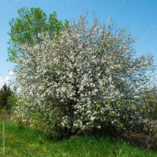 blossoming apple tree in a field